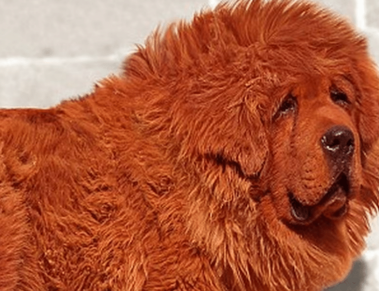 Verdens dyreste hund – solgt for flere millioner