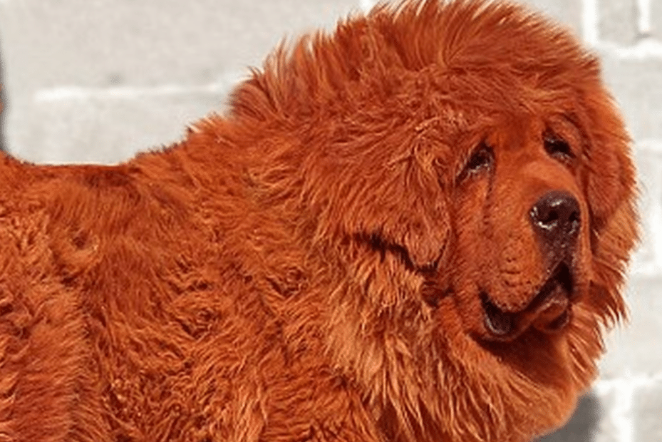 gift kål Kvadrant Verdens dyreste hund - Solgt for millioner