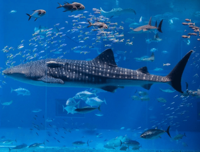 Verdens største fisk – Så stor er den