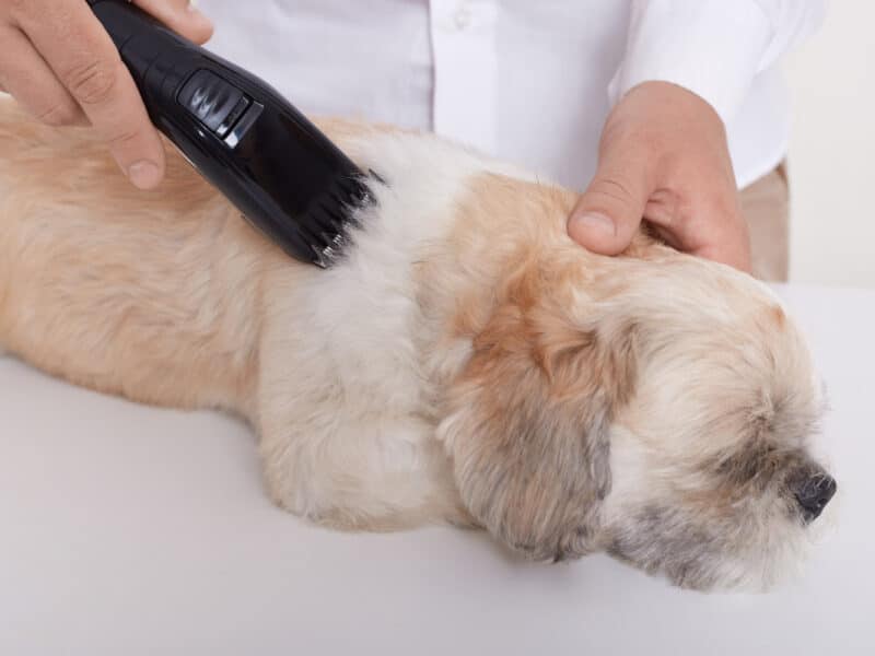 Hundetrimmer test – Gør klipning af din hund til en leg