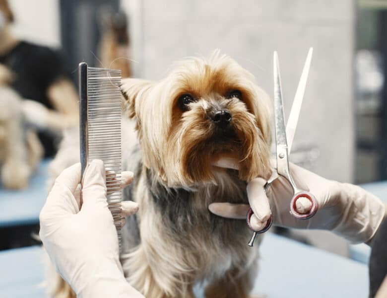 Guide: Sådan klipper du din hund selv