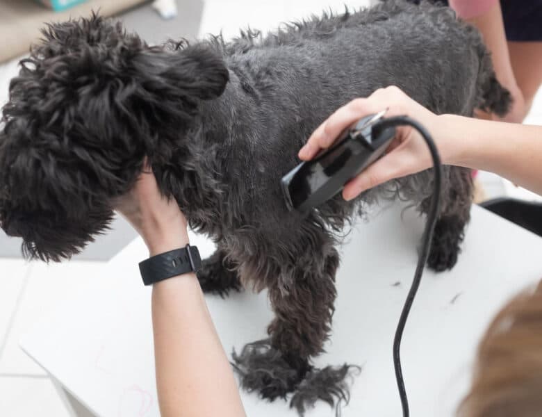 Kan man klippe en hund med en almindelig trimmer?