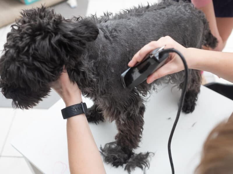 Kan man klippe en hund med en almindelig trimmer?
